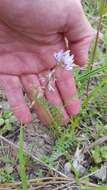 Image of Ozark milkvetch