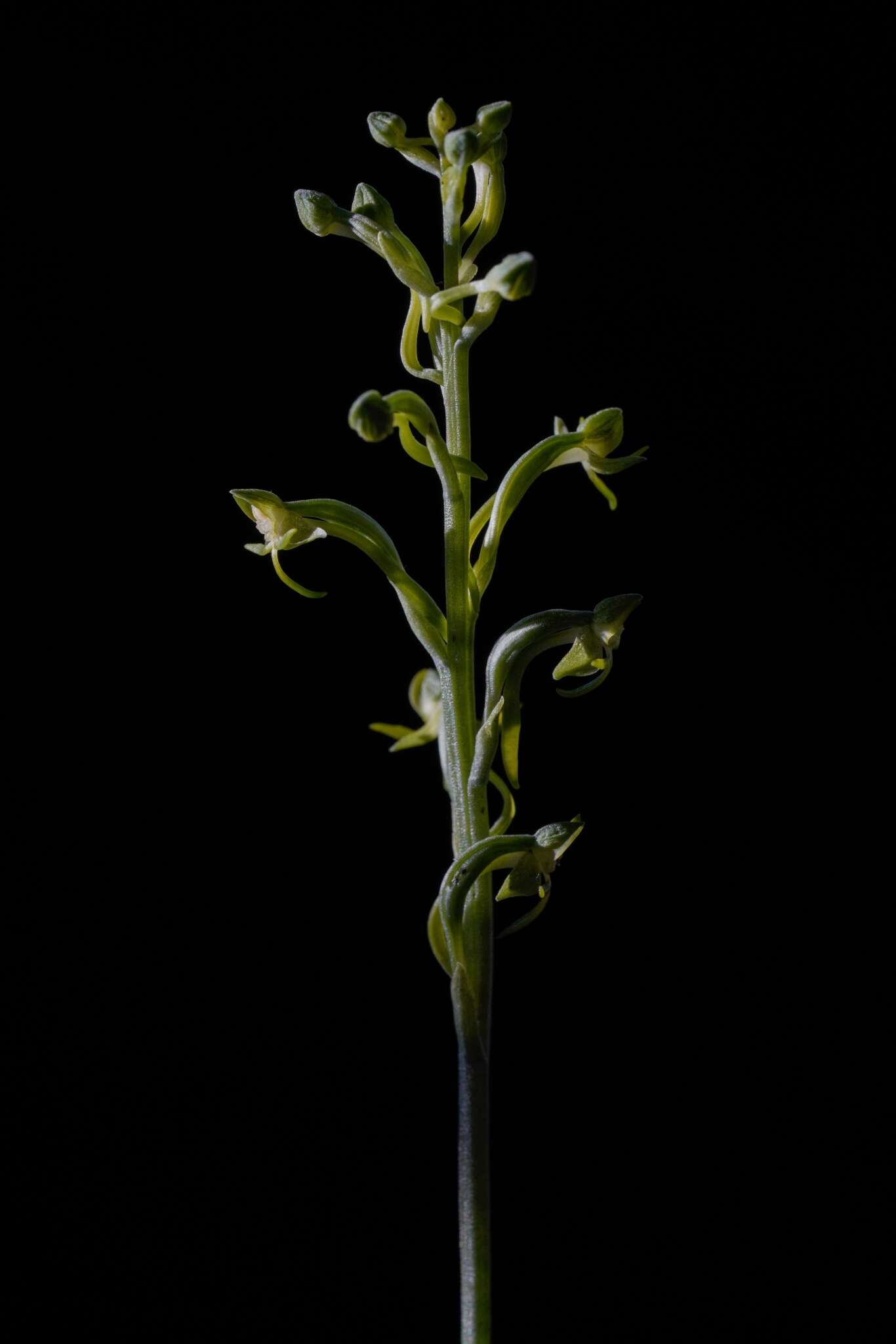 Image de Habenaria arenaria Lindl.