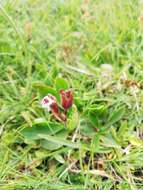 Image of Primula clusiana Tausch