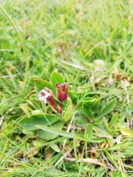 Image of Primula clusiana Tausch