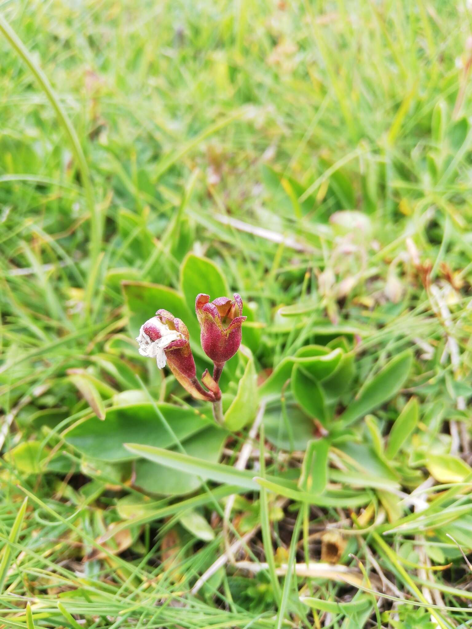 Plancia ëd Primula clusiana Tausch