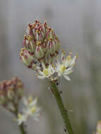 Image of western false asphodel