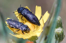 Imagem de Acmaeodera crinita melanosoma Lucas 1844