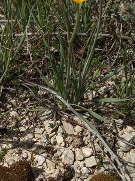 Image of Ranunculus gramineus L.