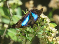 Imagem de Doxocopa laurentia Godart 1823