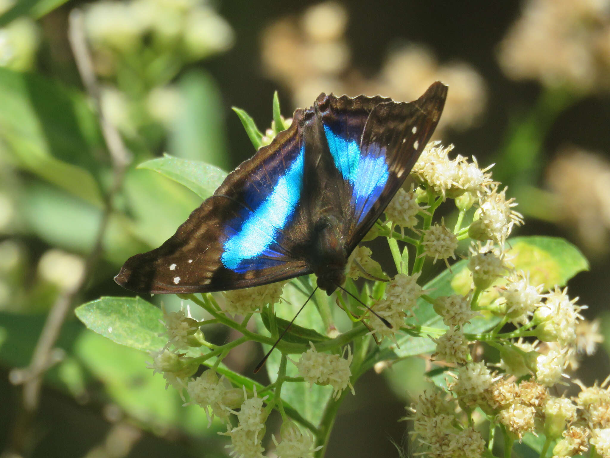 Imagem de Doxocopa laurentia Godart 1823