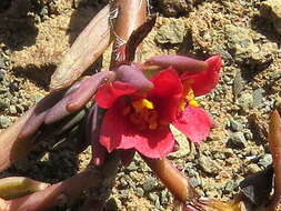 Image of Portulaca kermesina N. E. Brown