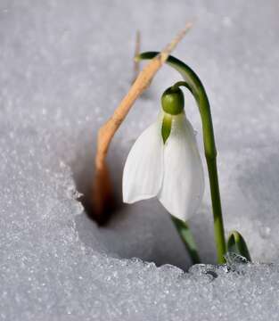 Image of giant snowdrop