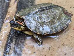 Image of Spot-legged turtle