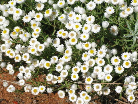 Image of Common White Sunray