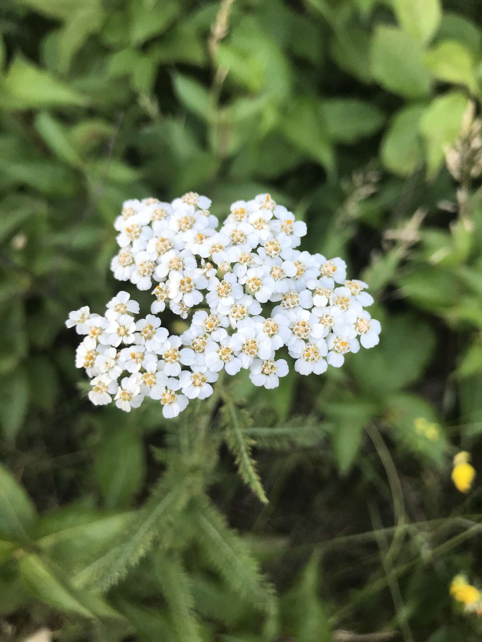 صورة Achillea millefolium var. borealis (Bong.) Farw.