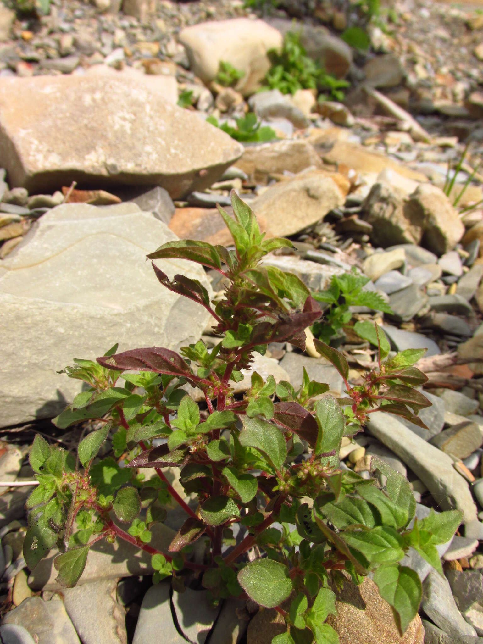 Image of Parietaria lusitanica subsp. chersonensis (Láng & Szov.) Chrtek