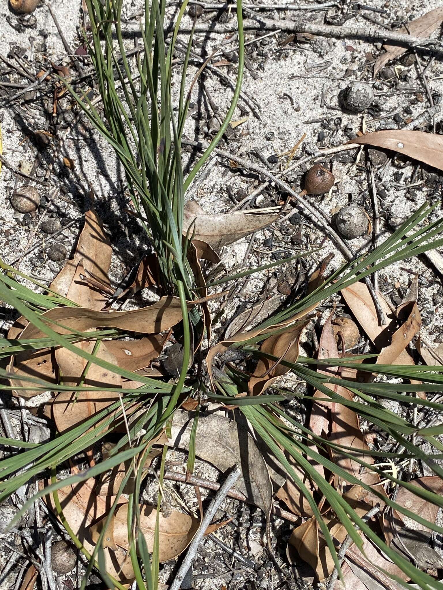 Image of Agrostocrinum scabrum (R. Br.) Baill.