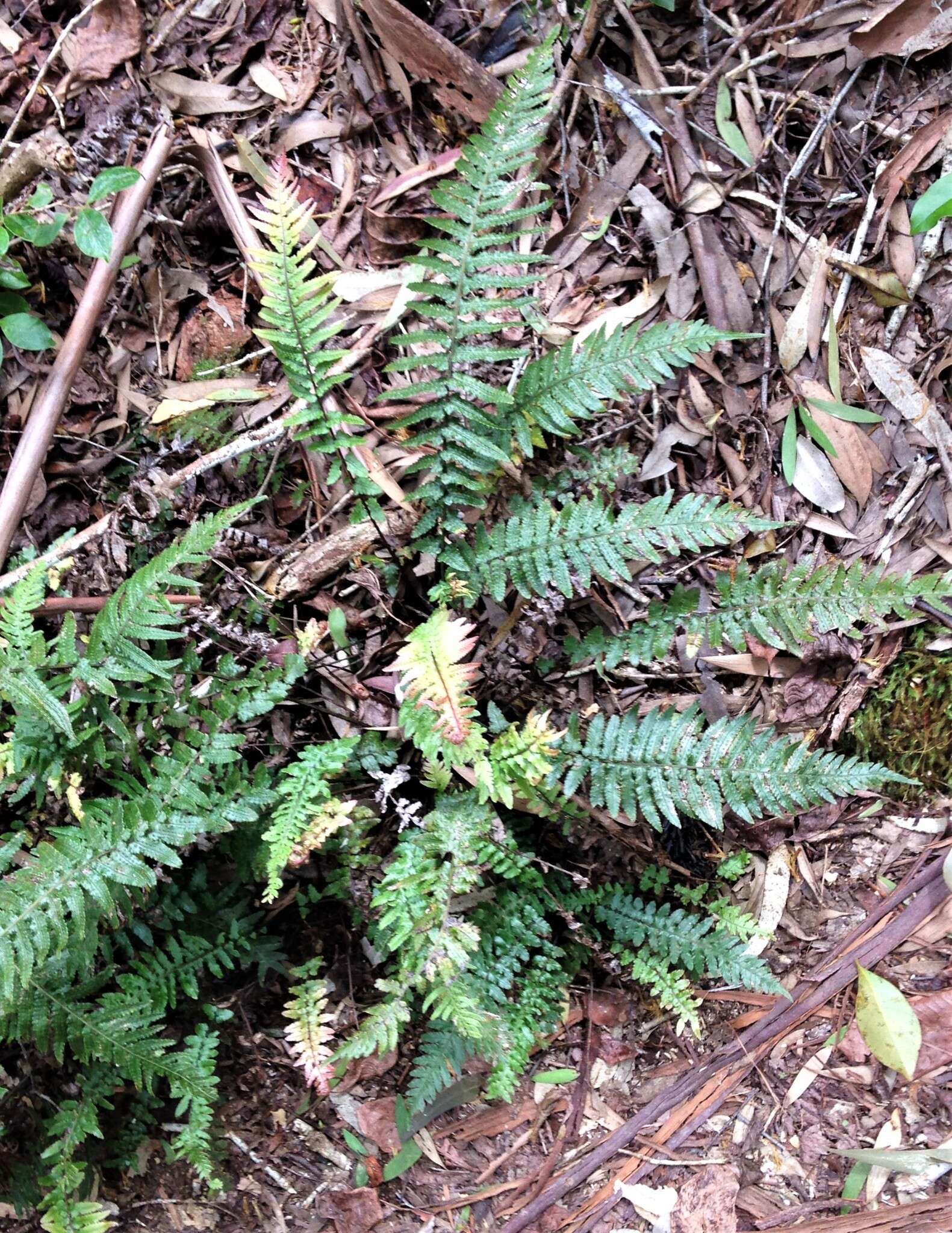 Image of Kunth's hacksaw fern