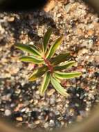 صورة Euphorbia polygonifolia L.