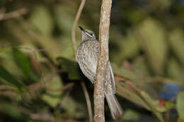 Image of Eungella Honeyeater