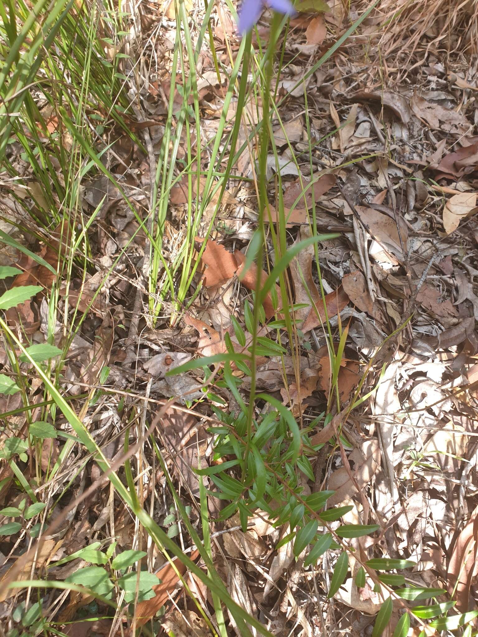 Image of Lobelia gibbosa Labill.