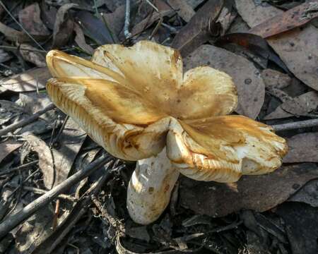 Image of Russula neerimea Grgur. 1997