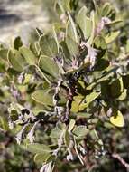 Imagem de Arctostaphylos glandulosa subsp. gabrielensis (P. V. Wells) J. E. Keeley, M. C. Vasey & V. T. Parker