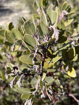 Image of San Gabriel manzanita