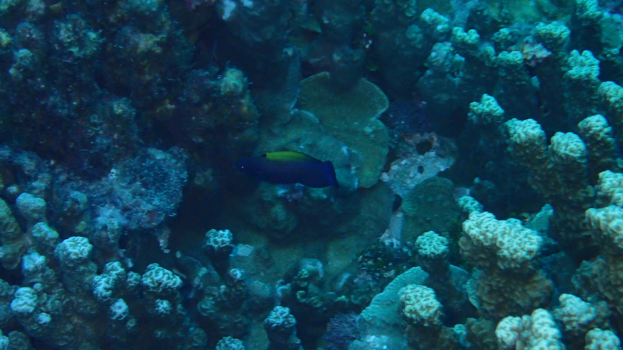 Image of Blacklobe wrasse