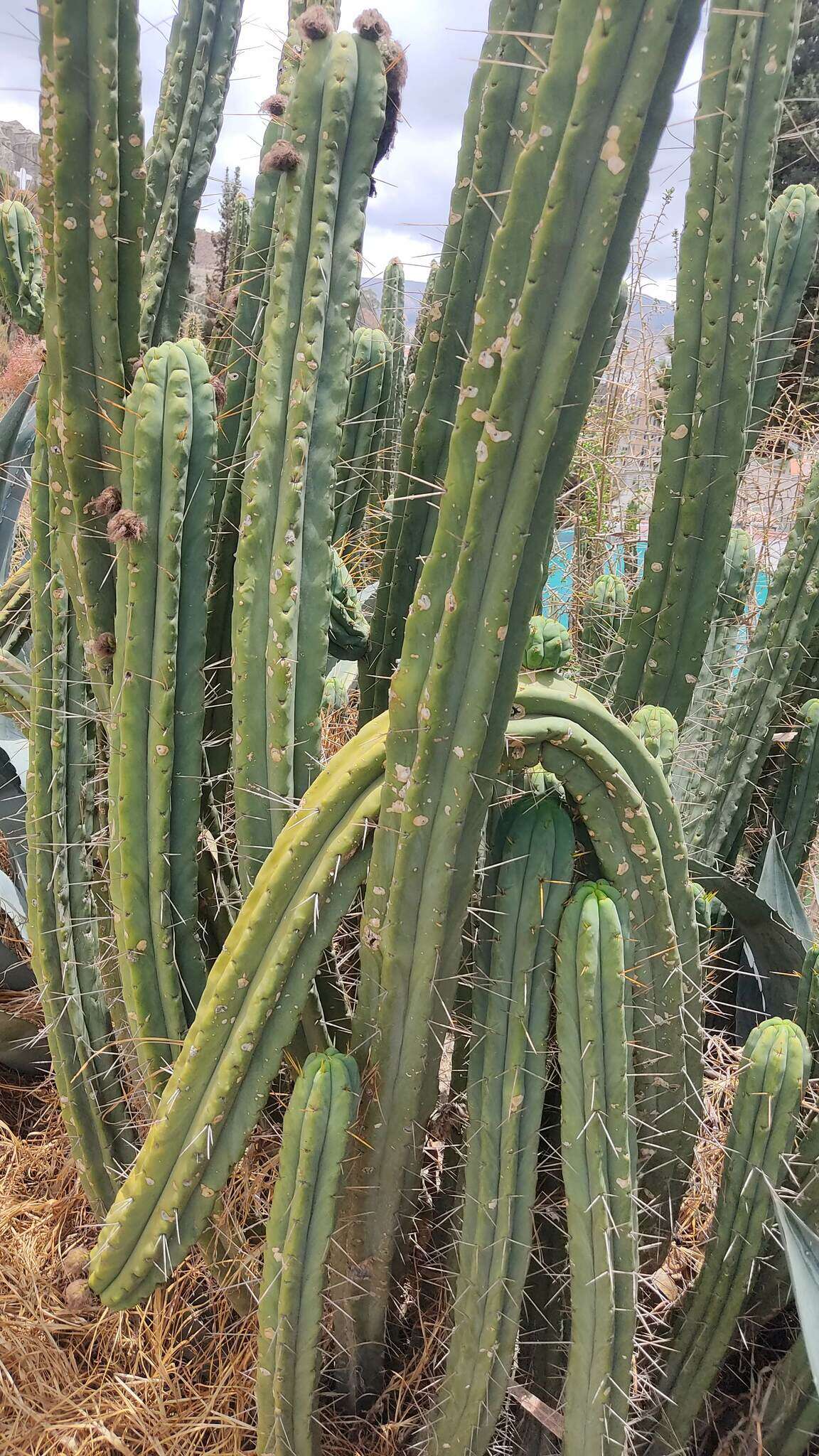 Image of Bolivian Torch Cactus