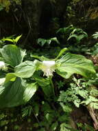 Imagem de Trillium flexipes Raf.