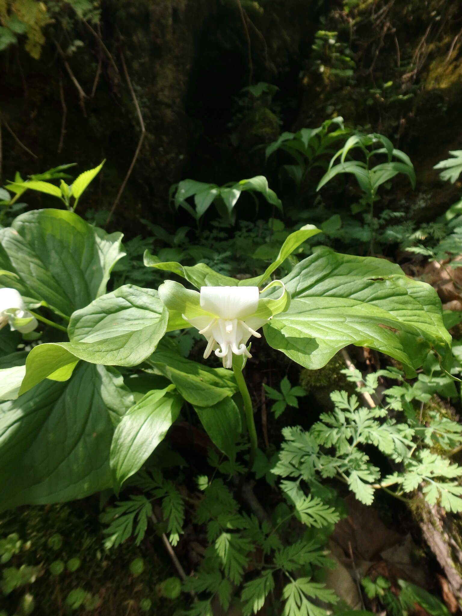 Imagem de Trillium flexipes Raf.