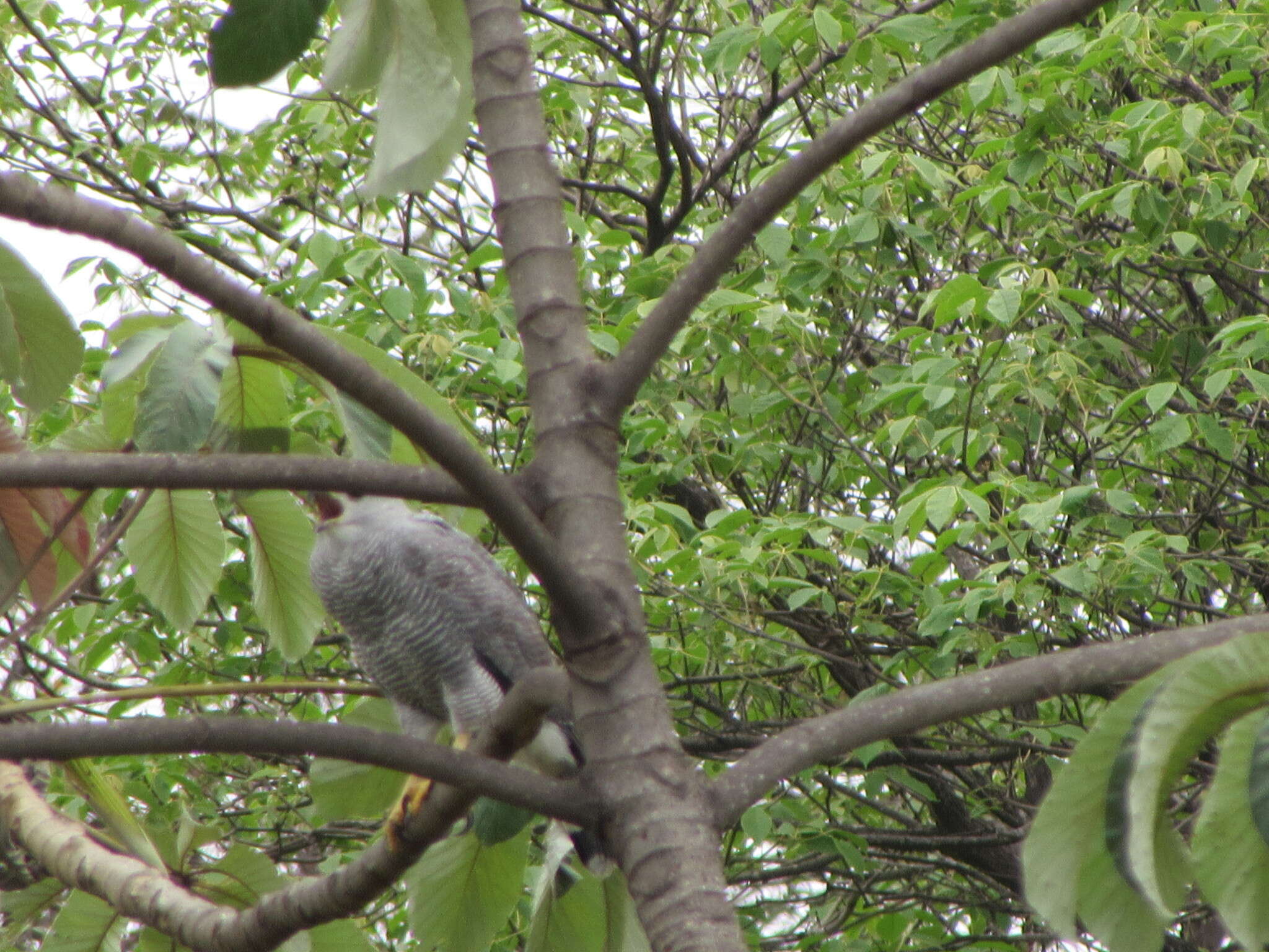 Image of Grey-lined Hawk