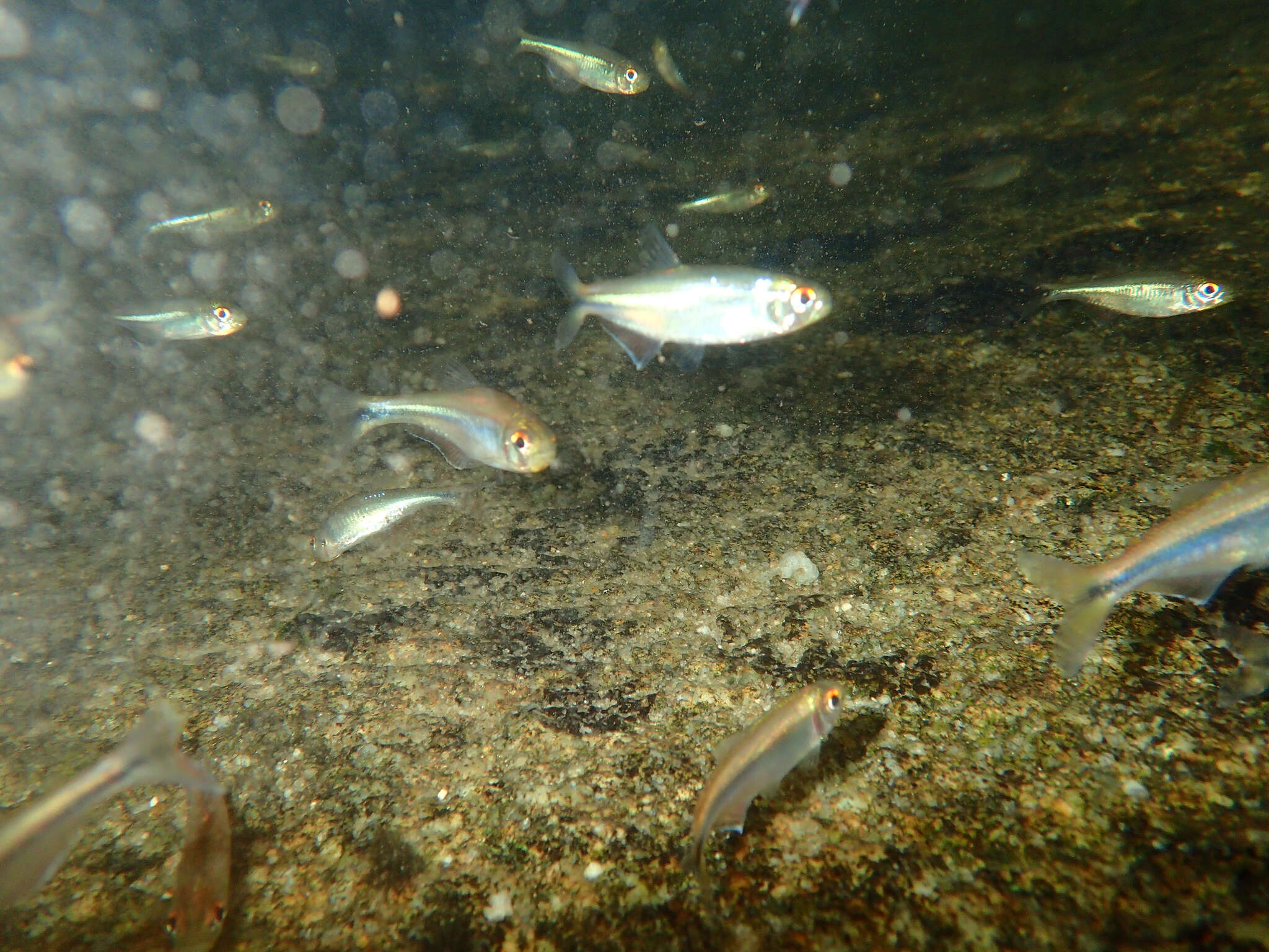 Image of Bryconamericus guyanensis Zarske, Le Bail & Géry 2010