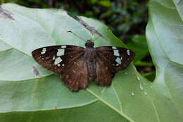 Celaenorrhinus eligius Stoll 1782 resmi