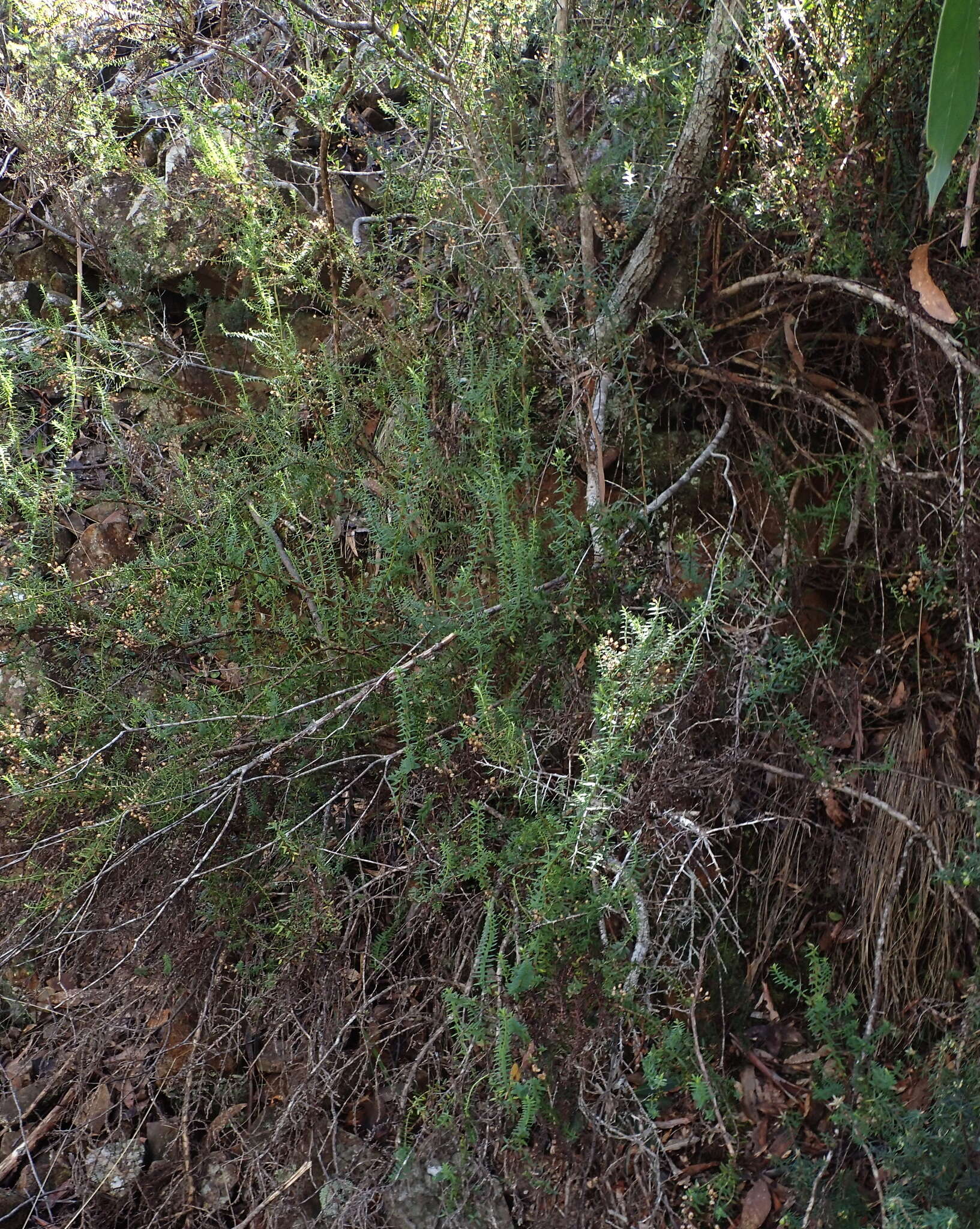 Image of Veronica formosa R. Br.