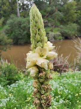 Image of Verbascum thapsus subsp. thapsus