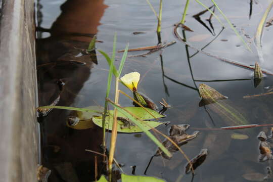 Image of Ottelia ulvifolia (Planch.) Walp.