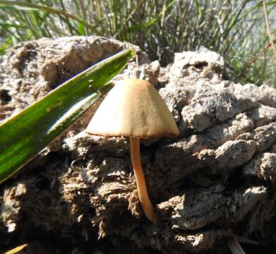 Image of Conocybe coprophila (Kühner) Kühner 1935