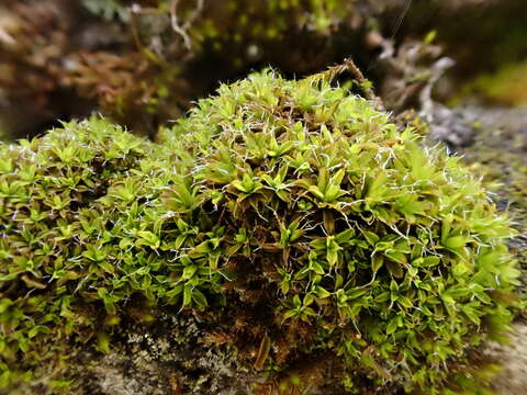 Image of Syntrichia virescens Ochyra 1992