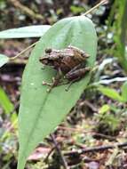 Image of Llanganates Rain Frog; Cutin de los Llanganates