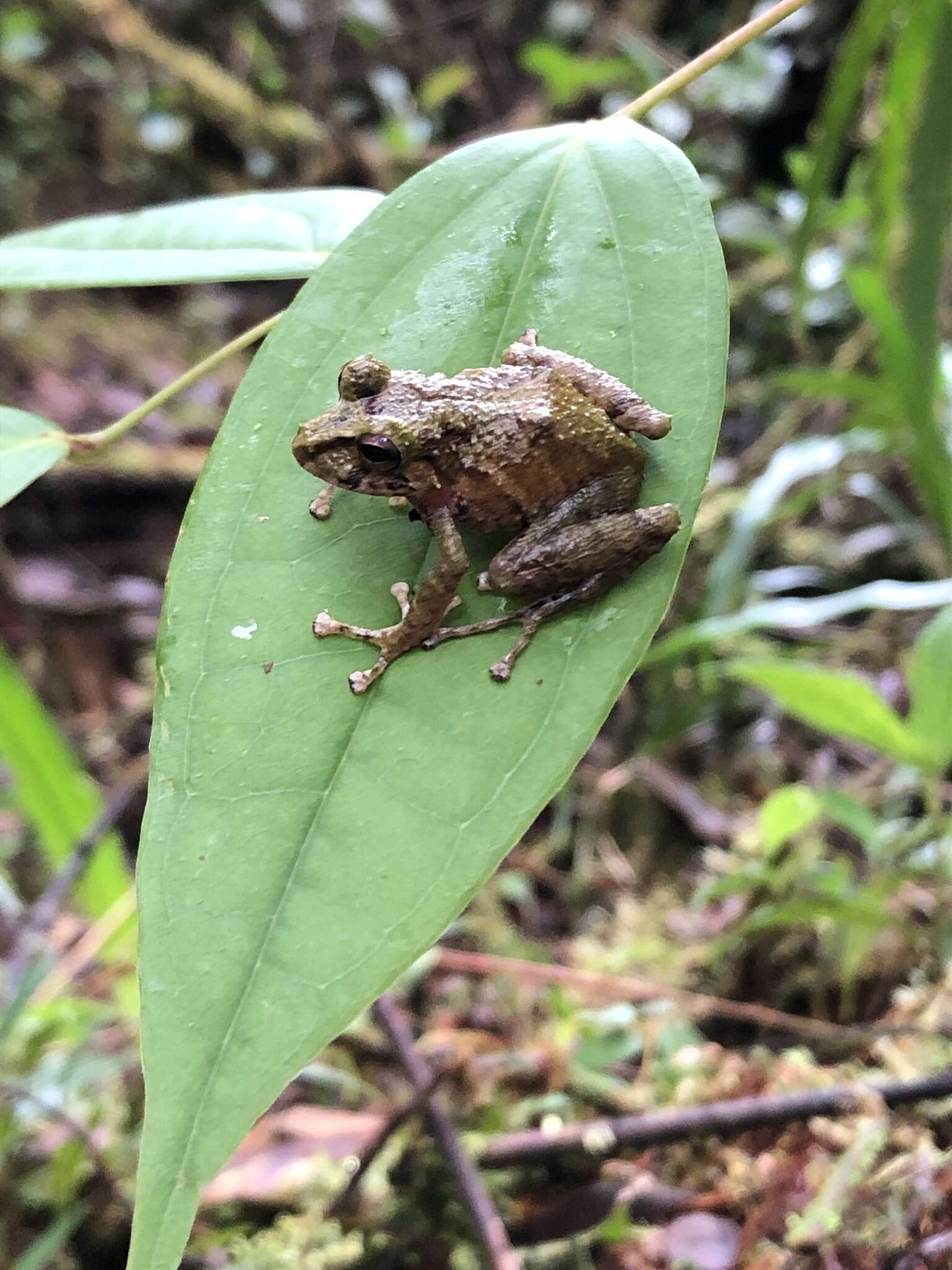 Image of Llanganates Rain Frog; Cutin de los Llanganates