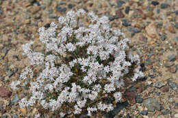 Image of Limonium hoeltzeri (Regel) Ikonn.-Gal.