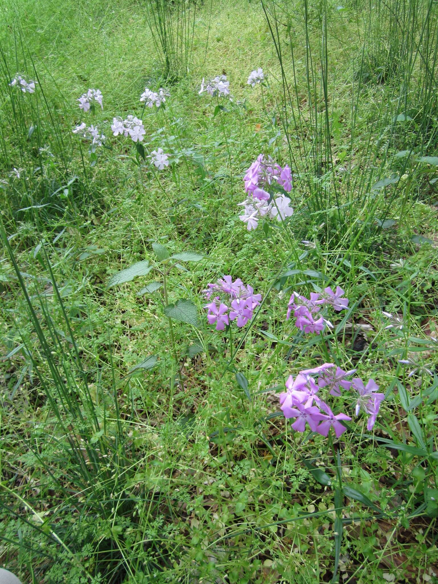 Sivun Phlox pilosa subsp. pilosa kuva