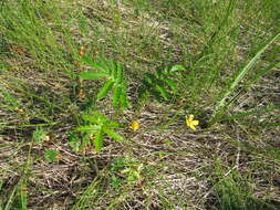 Image of Pacific silverweed