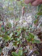 Слика од Rhododendron redowskianum Maxim.