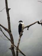 Image of Gray-backed Hawk