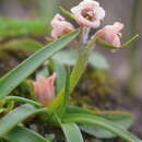 Image of Aletris pauciflora var. pauciflora