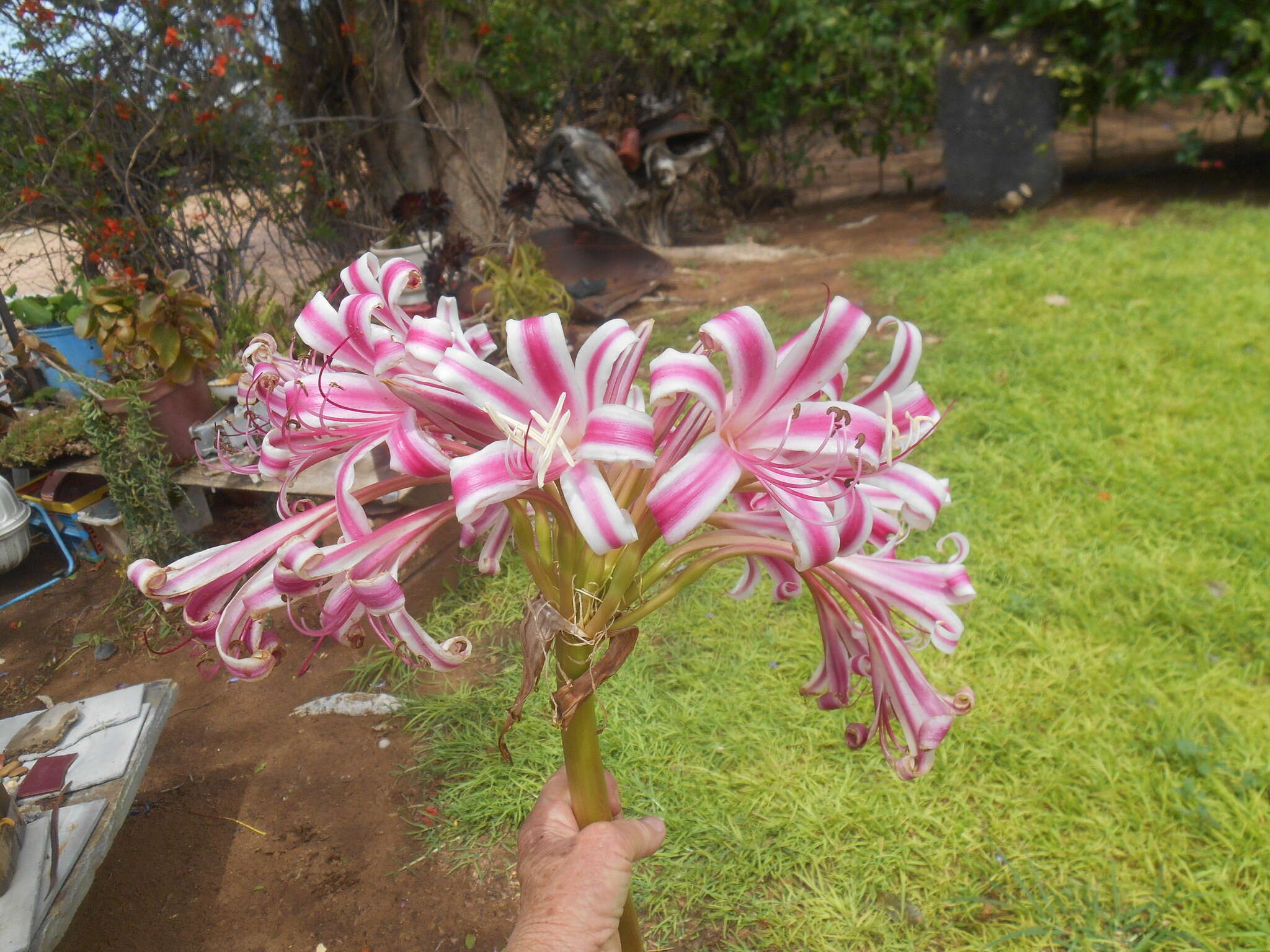 Image of Candy-striped crinum