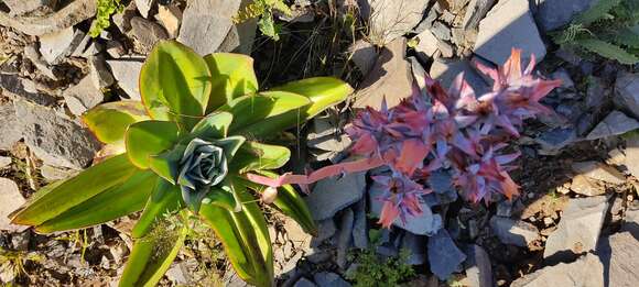 Image of Echeveria subrigida (Robins. & Seaton) Rose ex Britton & Rose