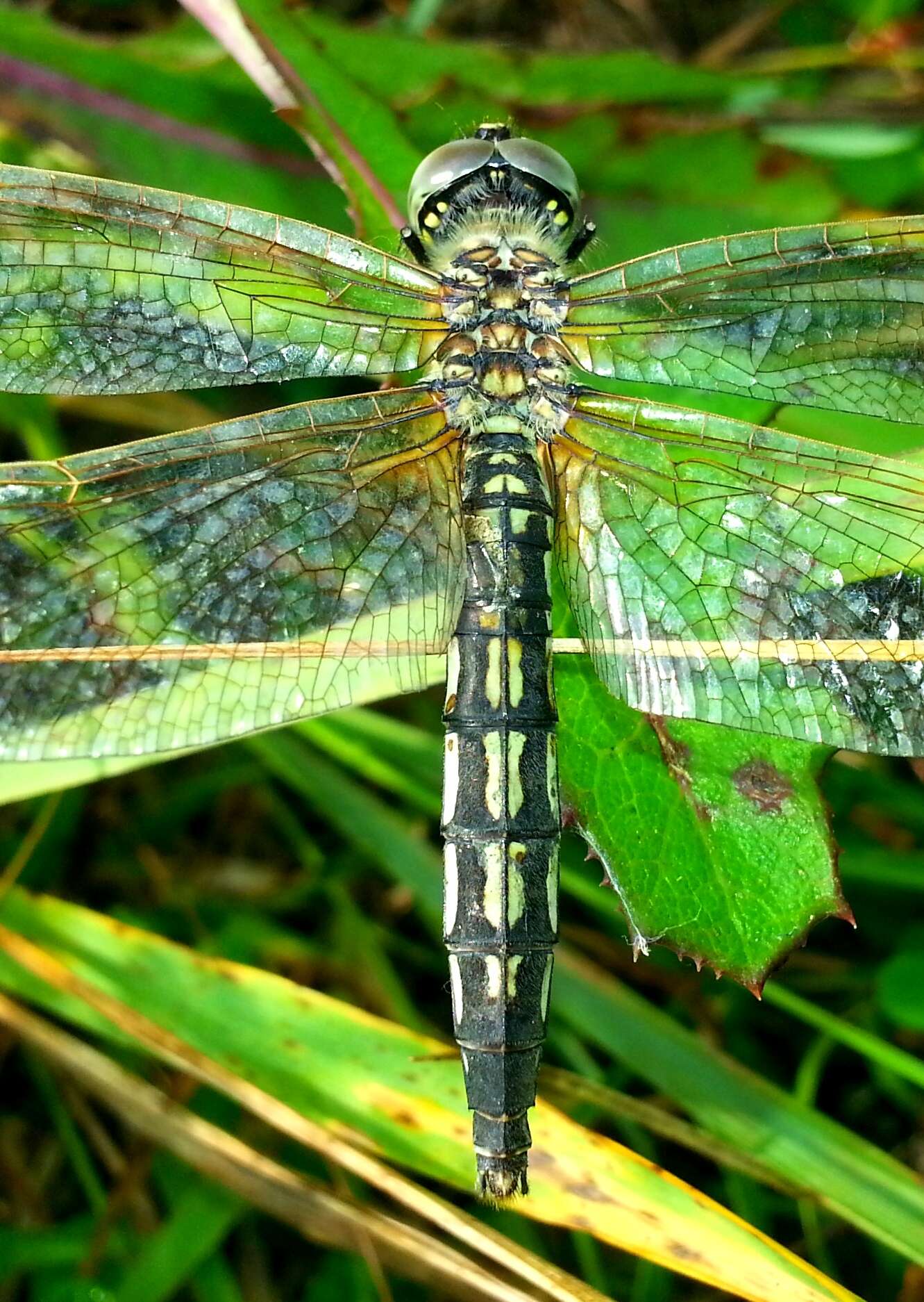 Imagem de Deielia phaon (Selys 1883)