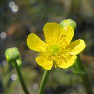 Image of yellow water buttercup