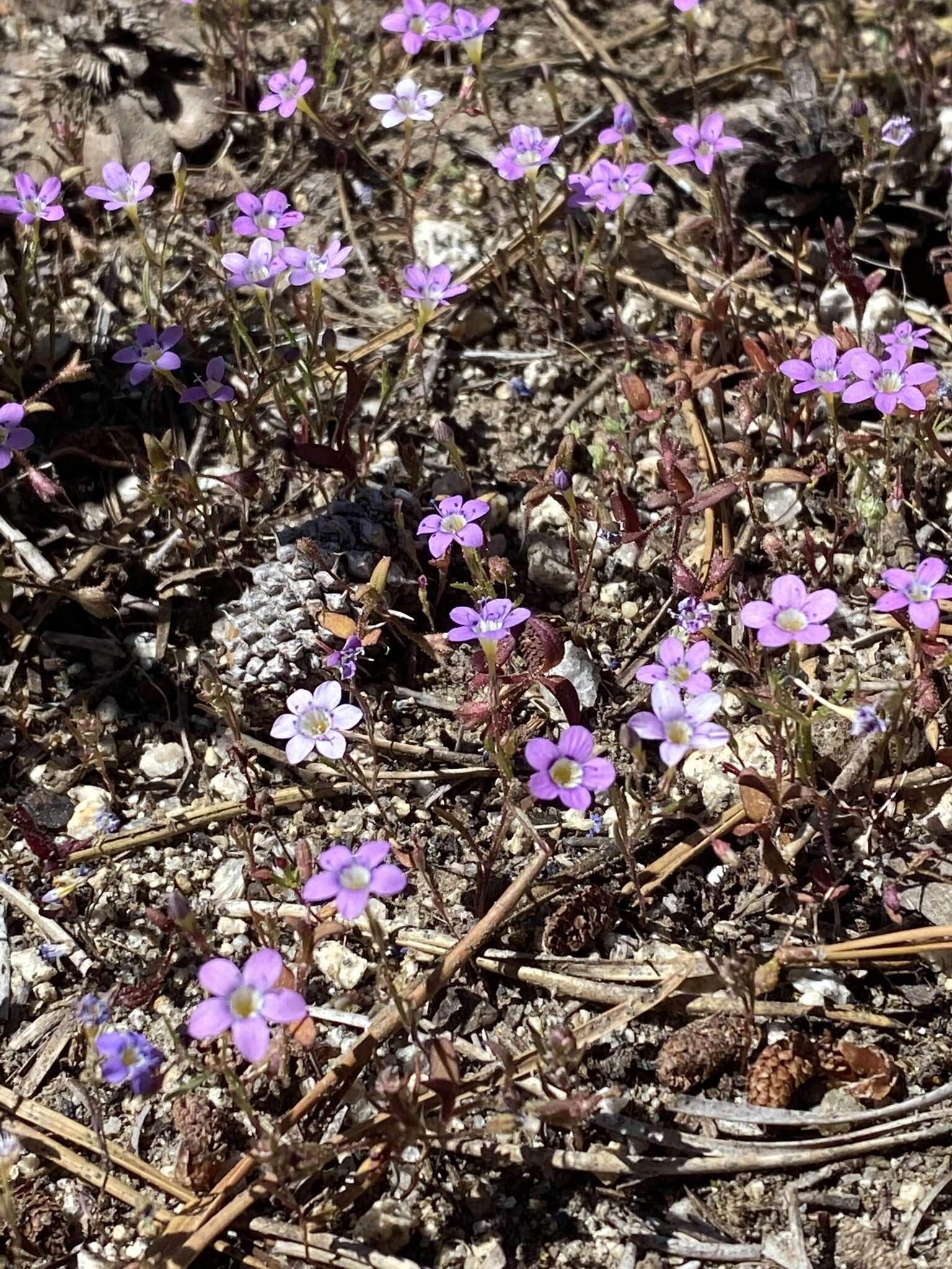 Image of Bridges' gilia