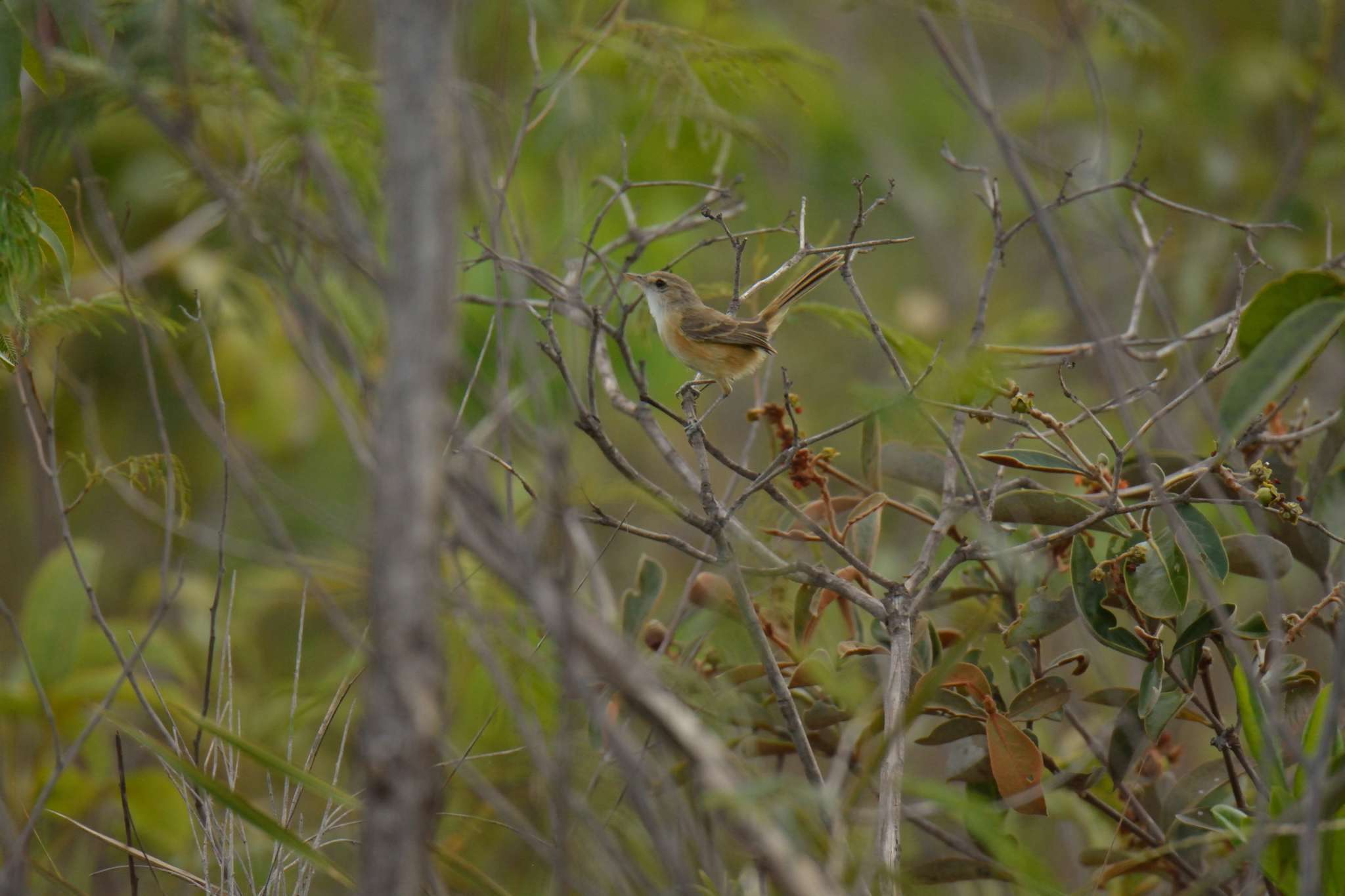 Image of Rufous-sided Pygmy Tyrant